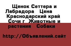 Щенок Сеттера и Лабрадора › Цена ­ 1 - Краснодарский край, Сочи г. Животные и растения » Собаки   